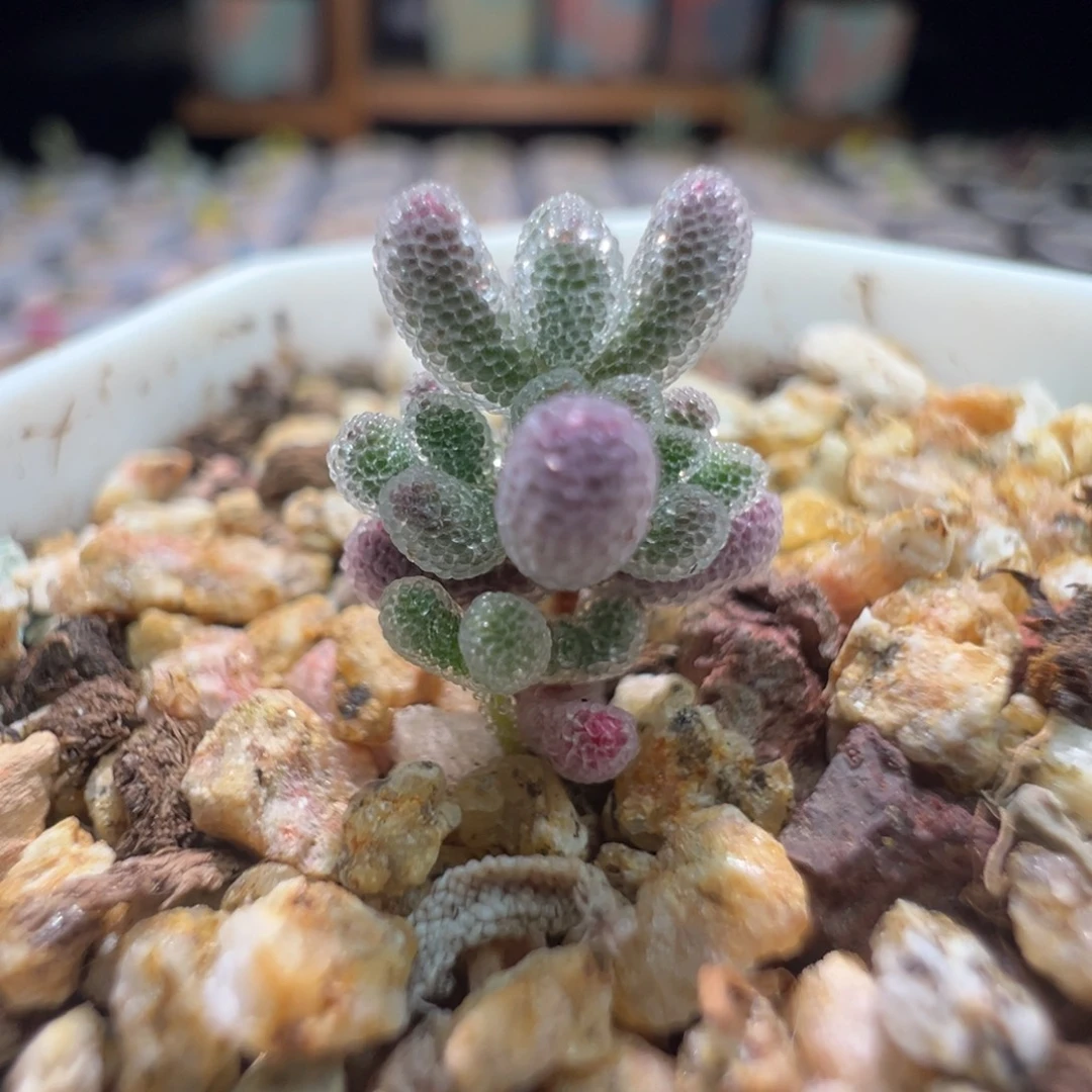 1 带 1， 巨厚巨闪，尺寸很小 ，421 实生粉冰晶，拍下不退不换