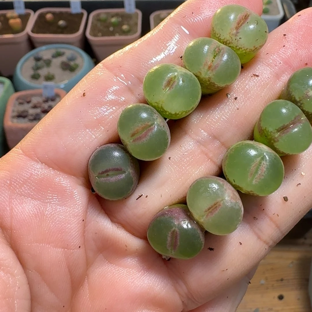 池*4-371p p p p p p p p p