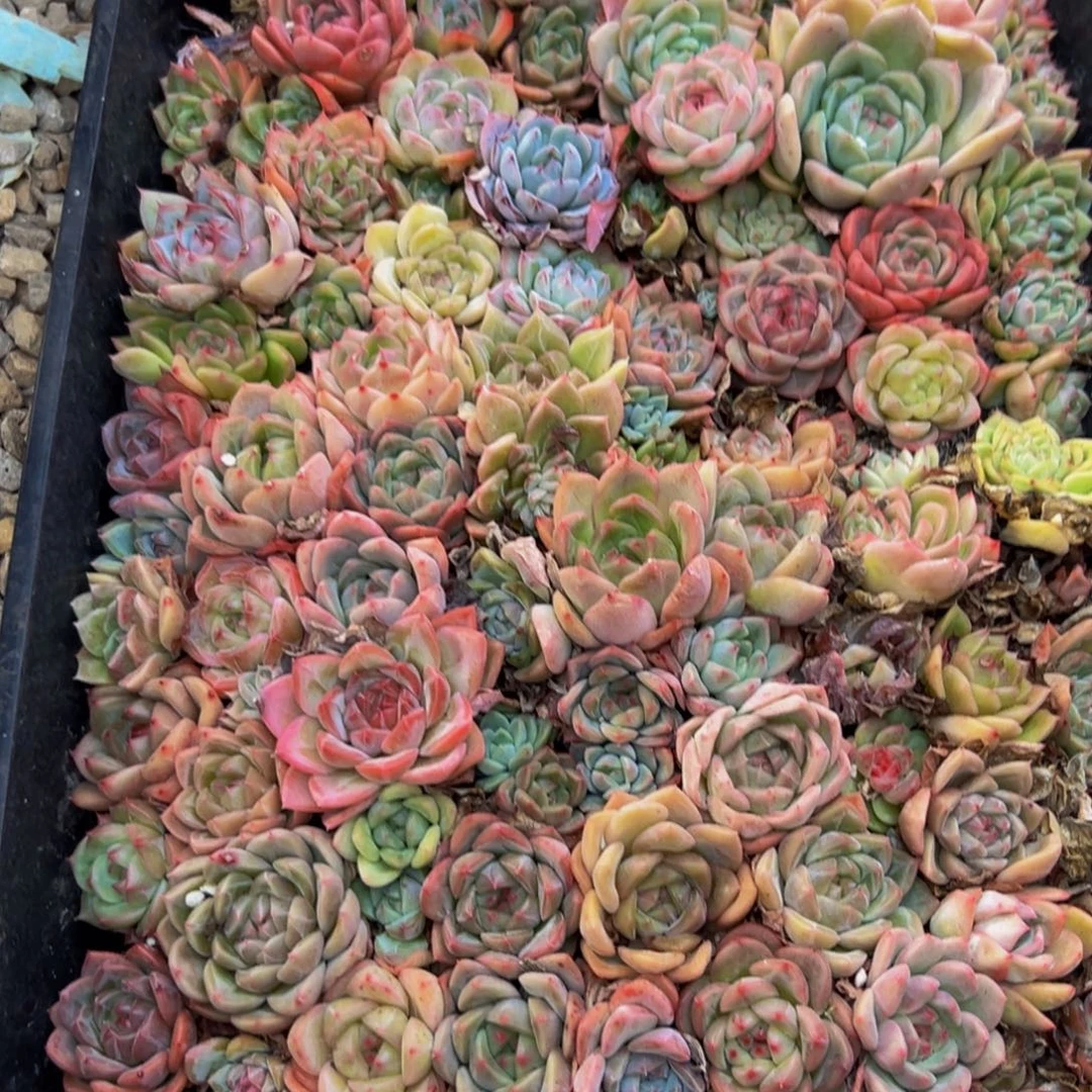 661先谢谢谢谢谢谢