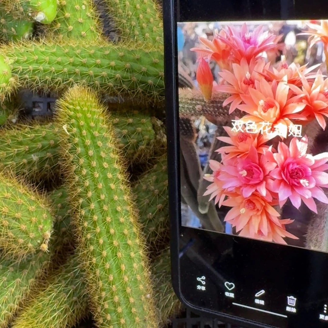 30双色金妞无根侧牙一个，20包邮