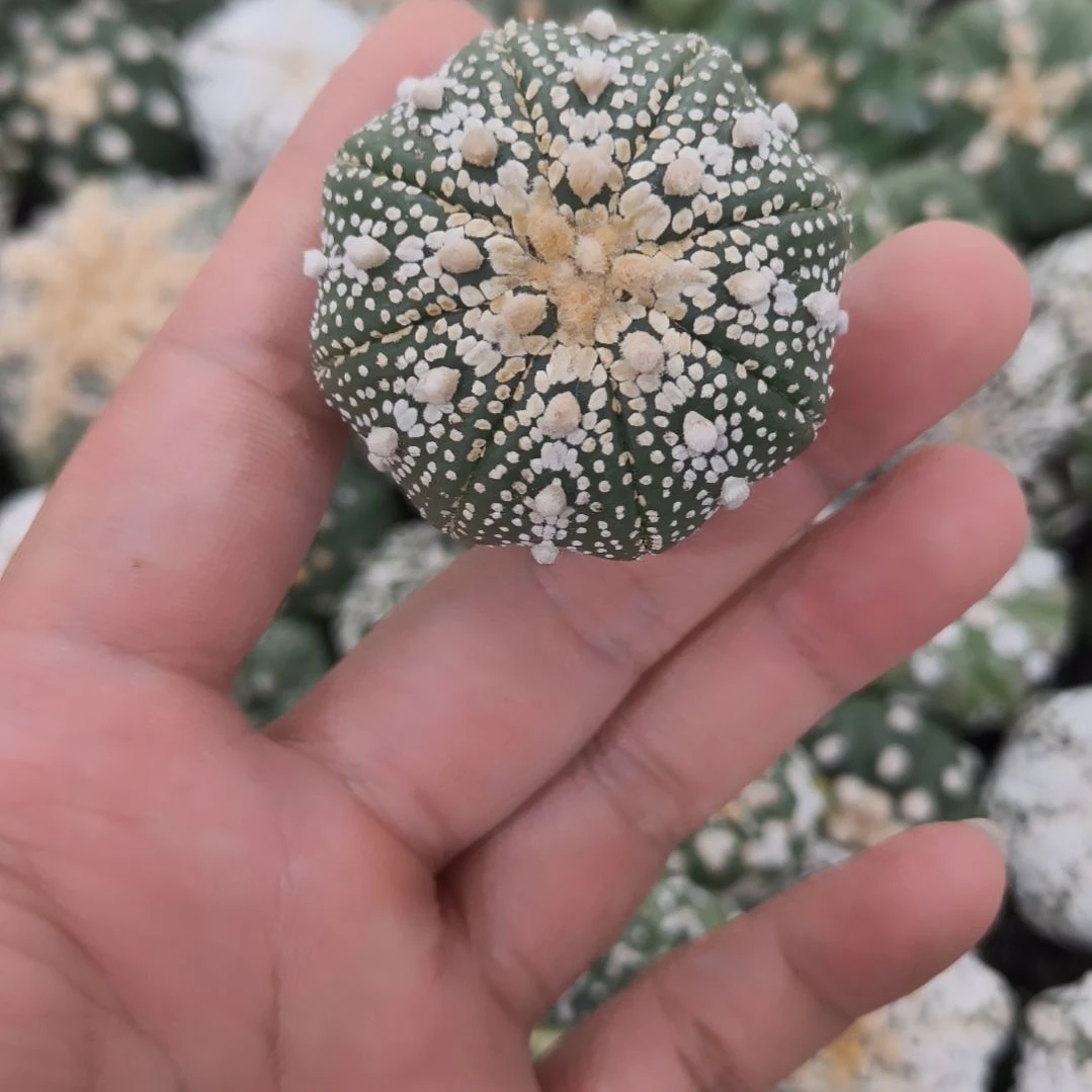 海星体小碎花奇迹兜兜