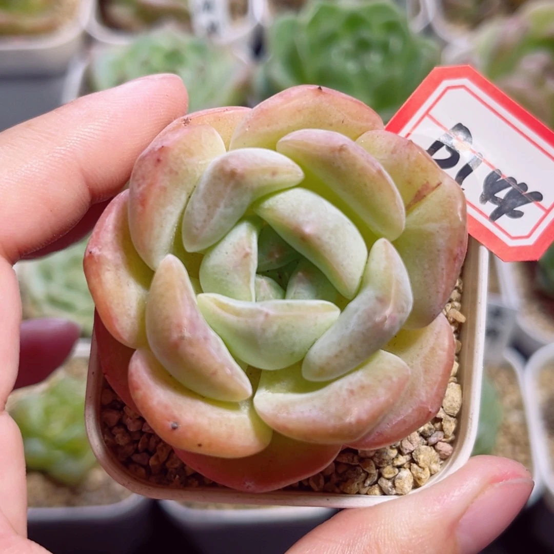 B144 一物一拍 无名氏