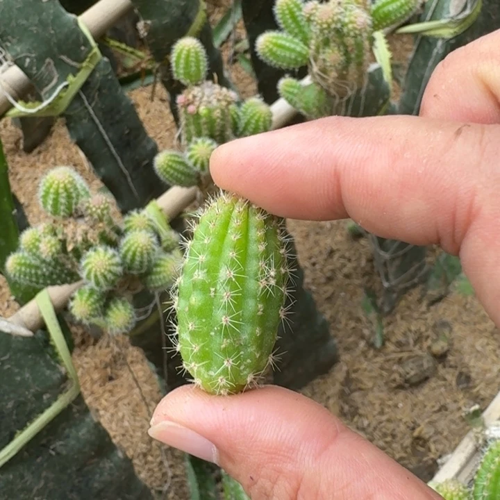 270白檀漆画2个无根侧牙很小很小，20包邮