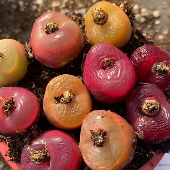 1661蟠桃一组一组