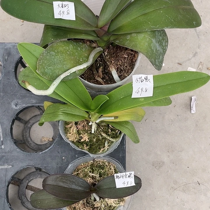 完全开放拯救苗小茴紫➕佛陀宝藏➕大麦町3不售后