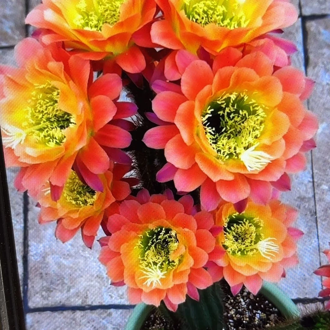 杏光辉毛侧牙20包邮11