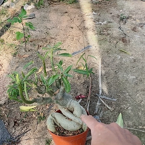 【闪购商品】无花朵~****~