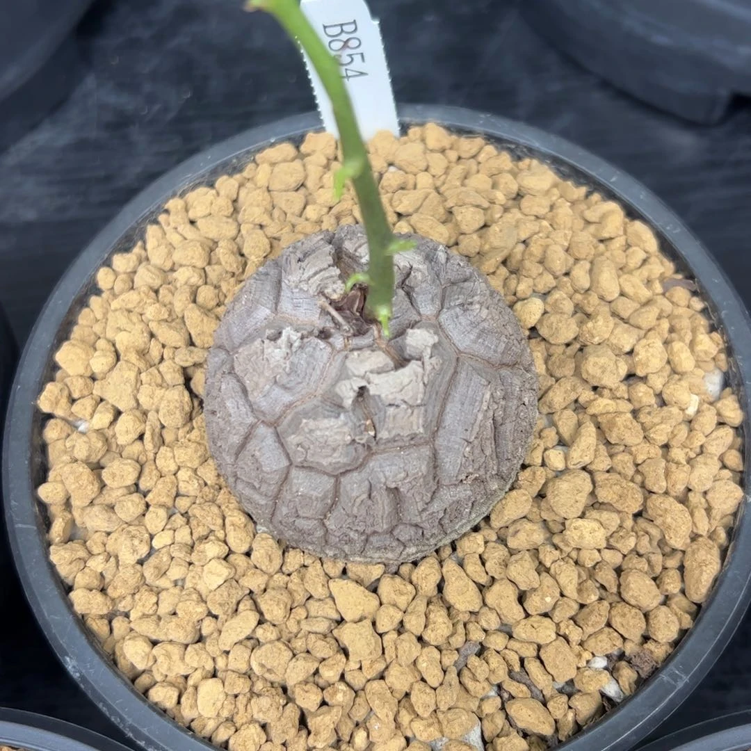 精品盆栽养定的龟甲龙854号