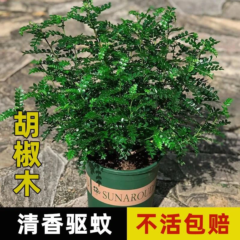 正宗清香木盆栽胡椒木防蚊绿植室内驱蚊草花卉净化空气驱蚊好养