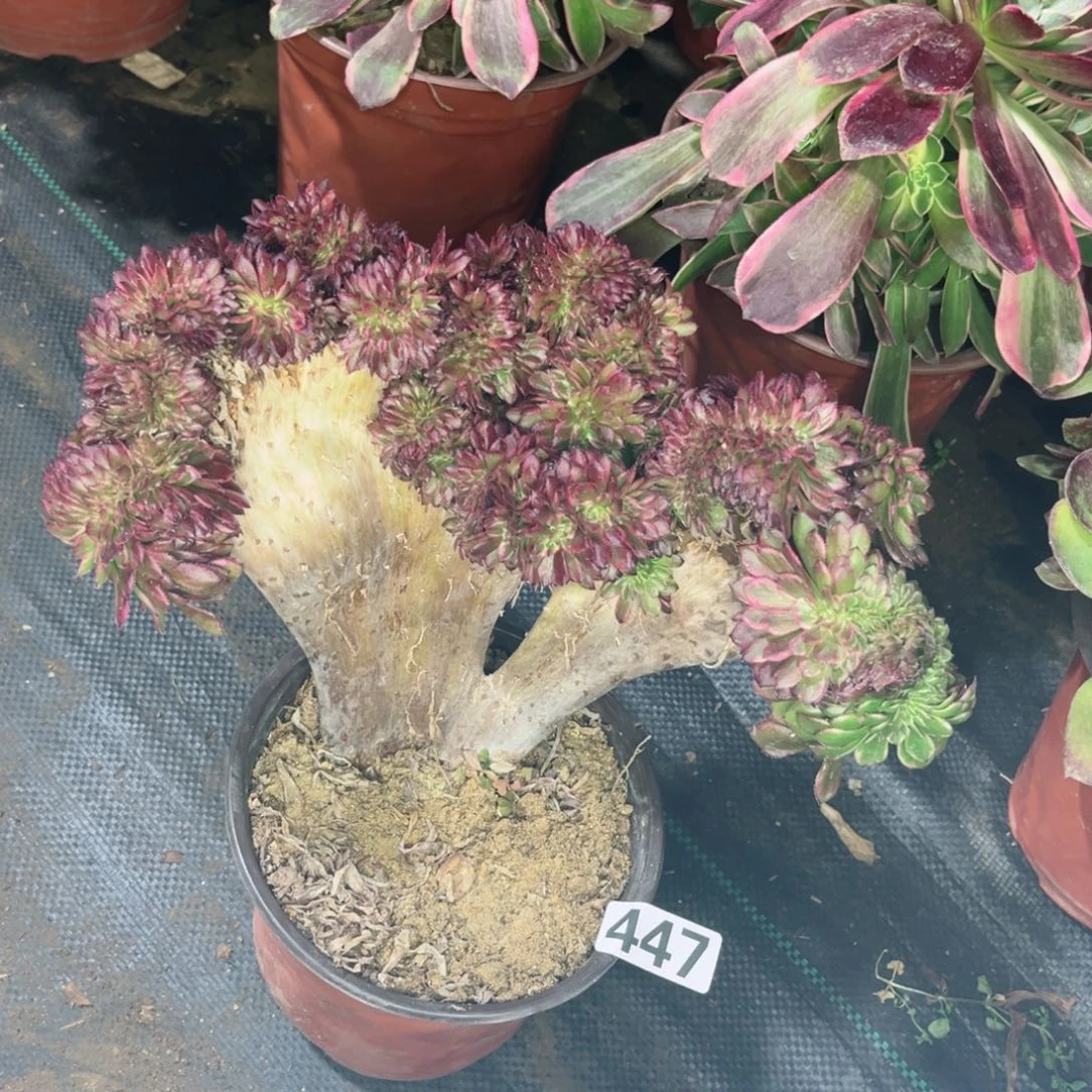 447墨雅金刚缀多肉植物