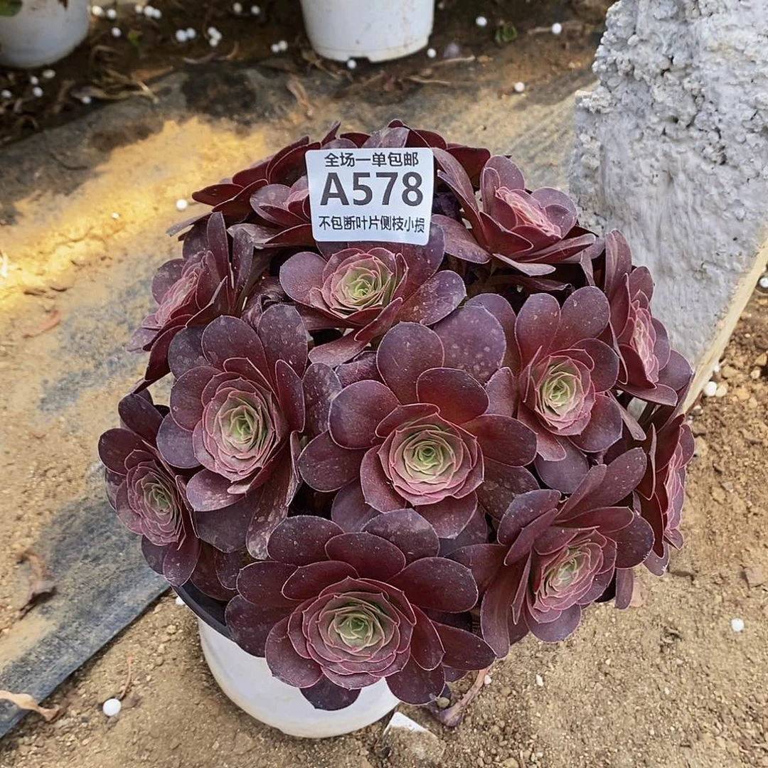 578魅金玫瑰绣球多肉