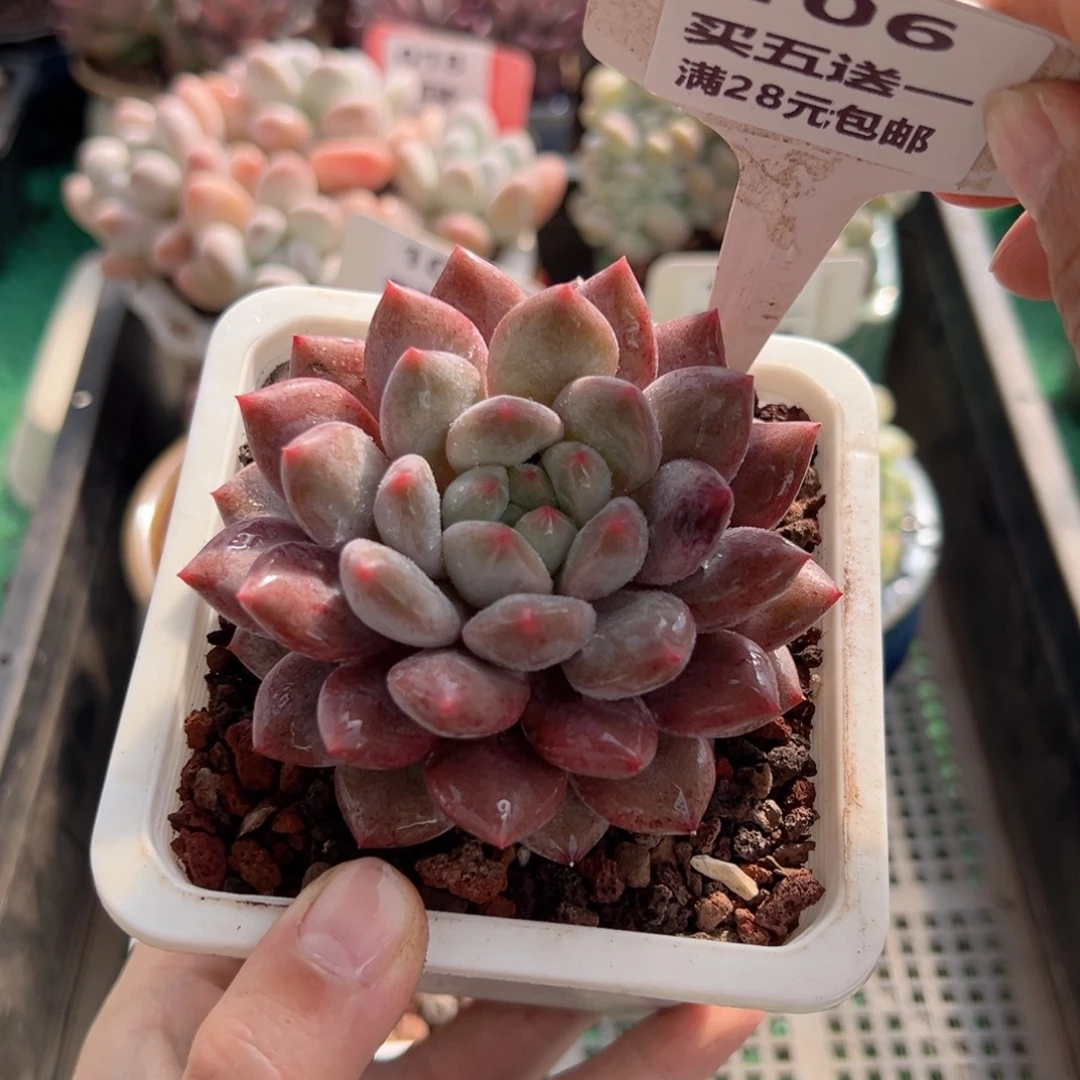 表妹精品多肉植物106: