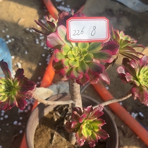多肉植物维纳斯226