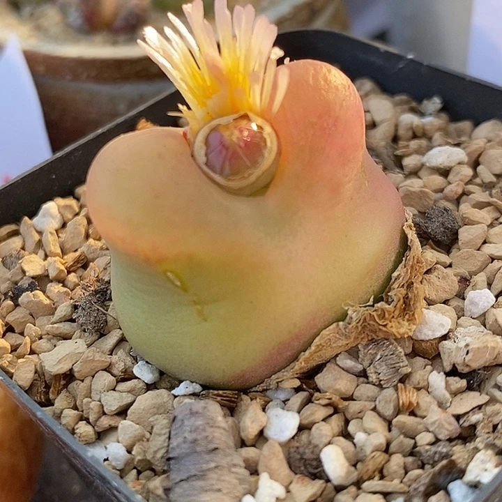 1889巨型大颗桃子一颗。