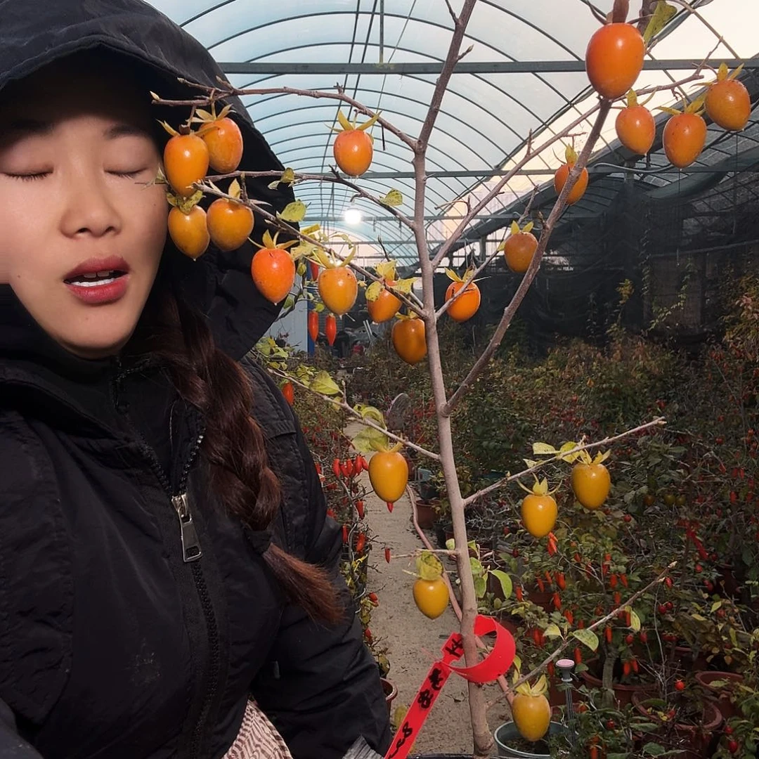 鹭***岛完全开放老鸭柿子