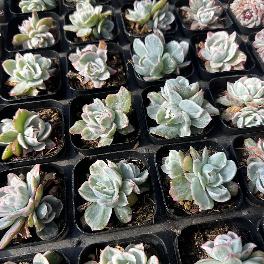 大盆伯克利锦 一颗 精品多肉（以直播间展示为准）