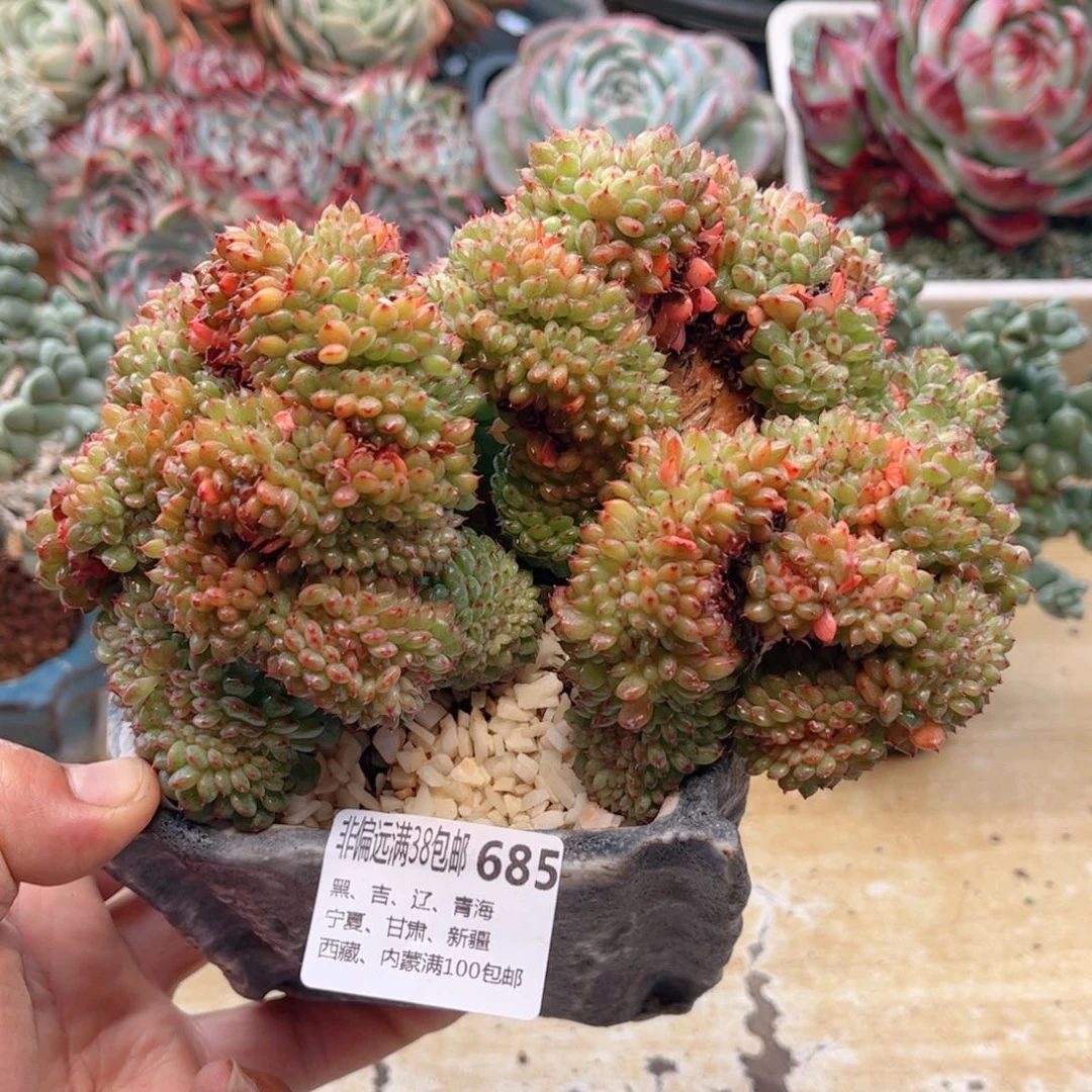 685白胖子缀德华多肉