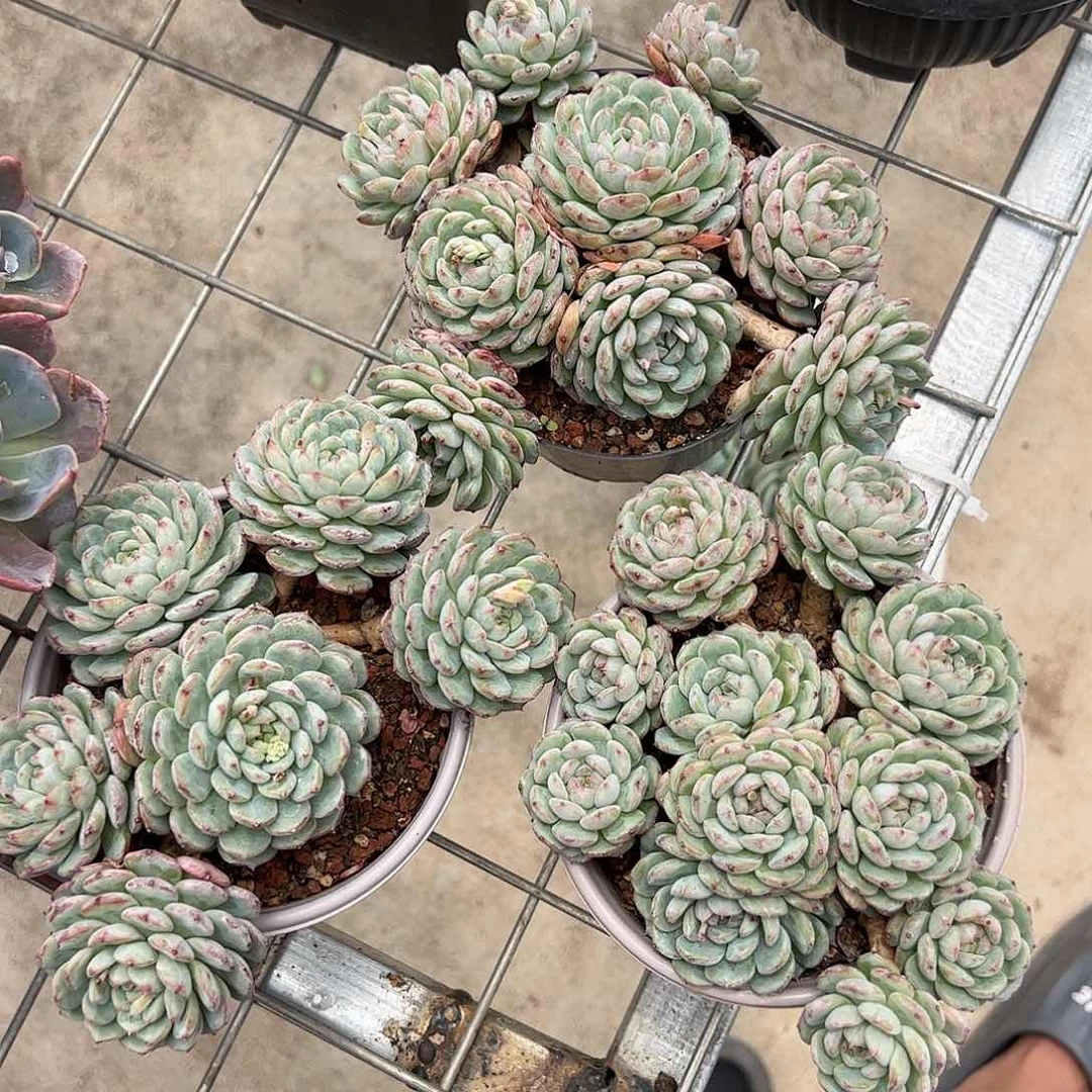 【闪购商品】白胖子老桩