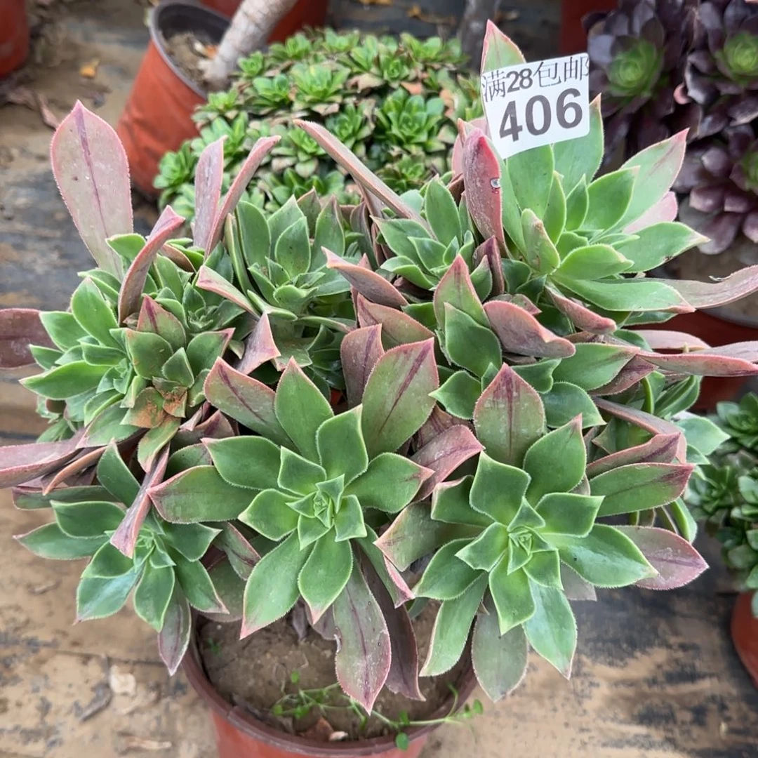 红叶多肉406满28包邮断枝不包