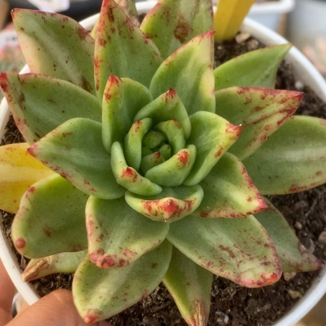 350乌木杂锦锦锦锦锦锦