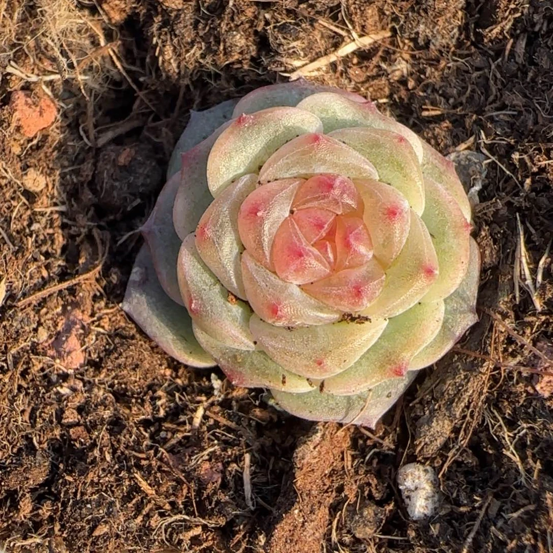 多肉小卡拉米糖心一物一拍
