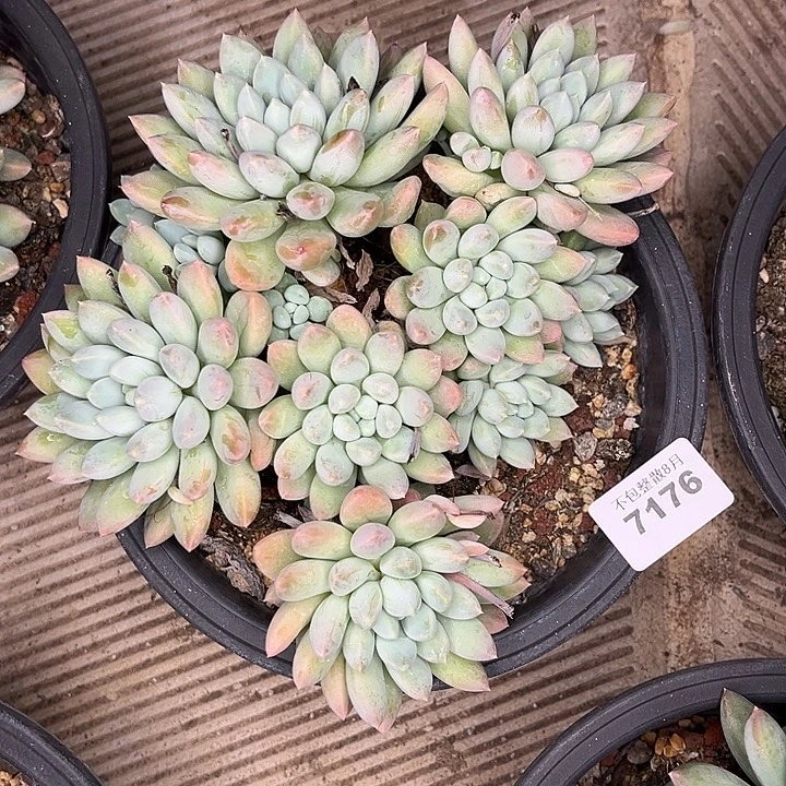 阿雅园艺。      7176瑕疵奶糖