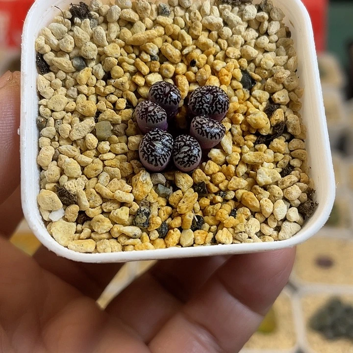 佳人园艺多肉生石花墨669