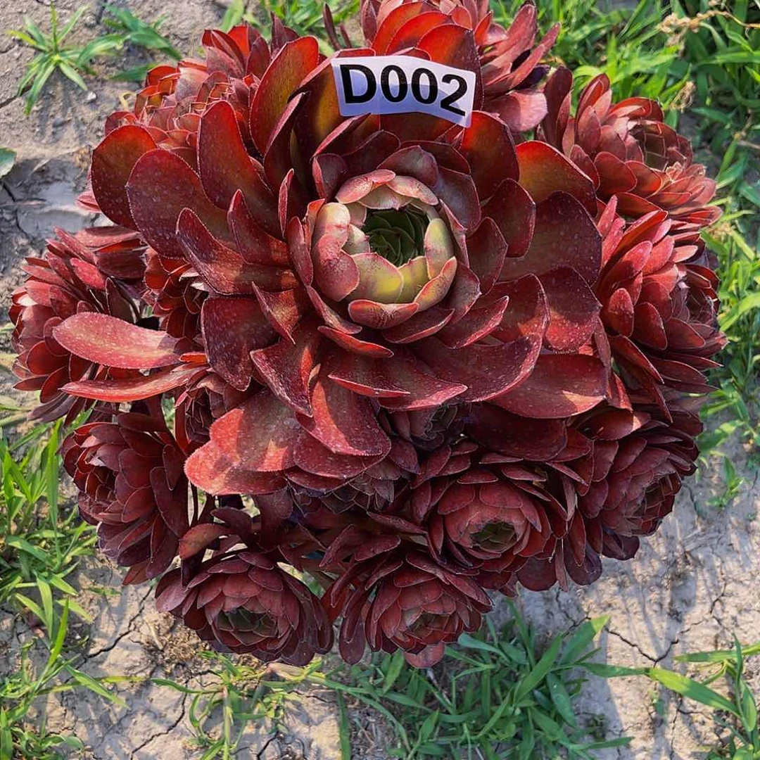 七彩万圣节16-外左包邮