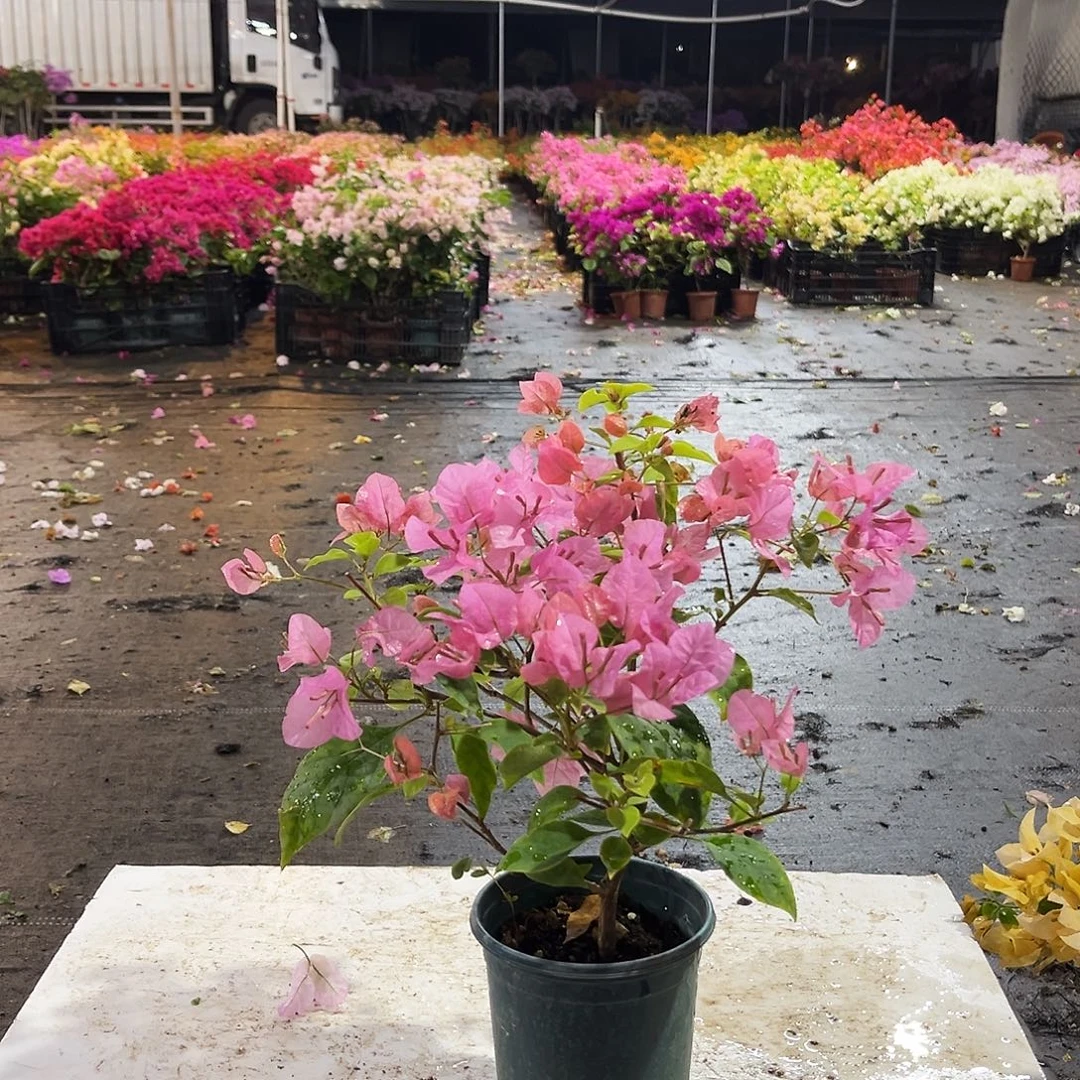 大部分花苞少量开放澄粉公主掌中宝一颗