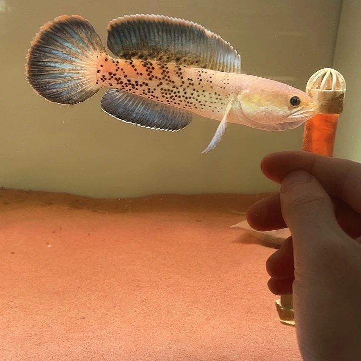 雷龙鱼鬼王雷龙鱼短身