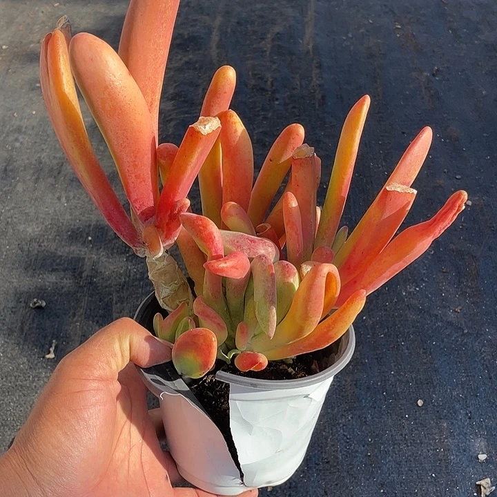 时***间优惠优惠特价火狐狸