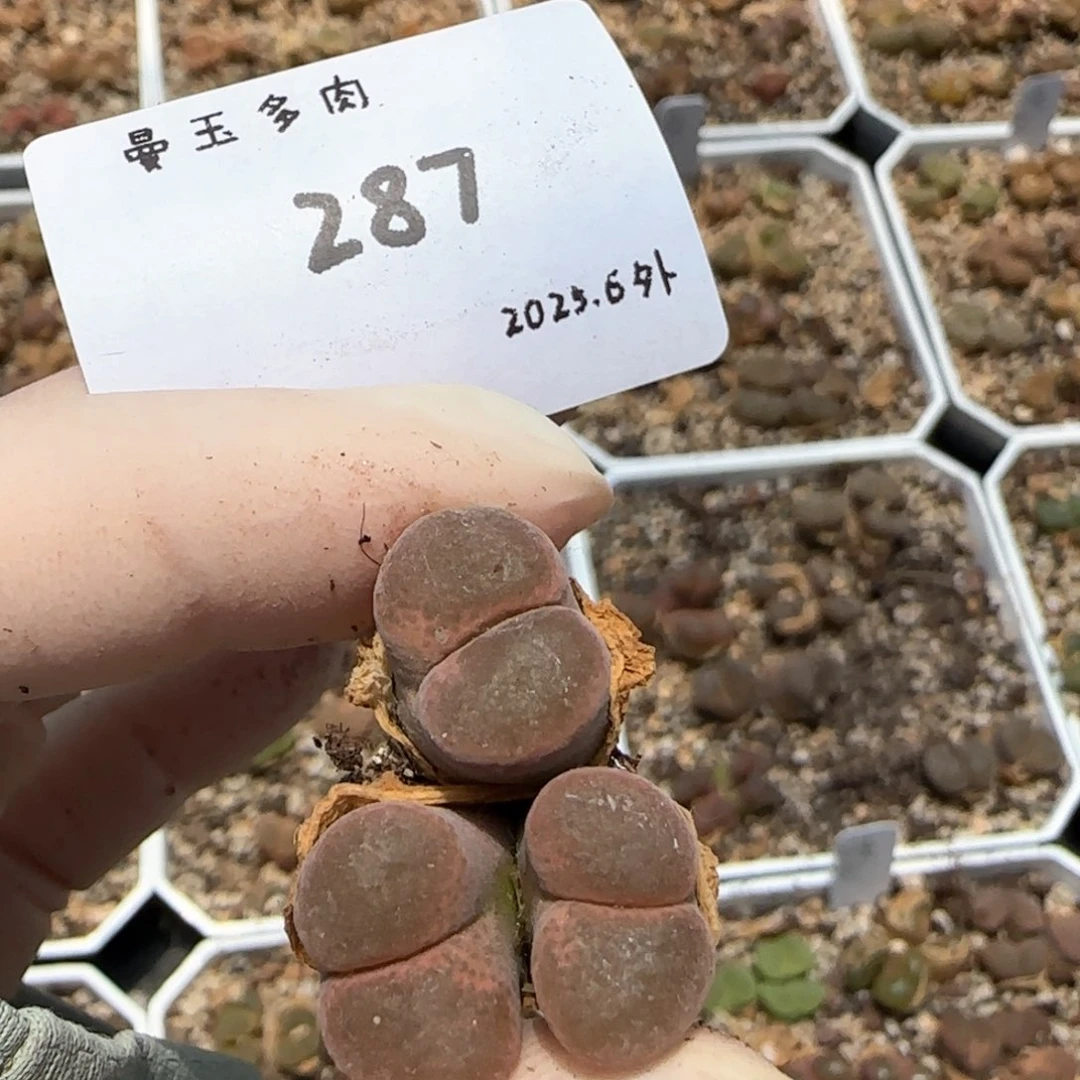 S****?多肉多肉多肉6.4-287