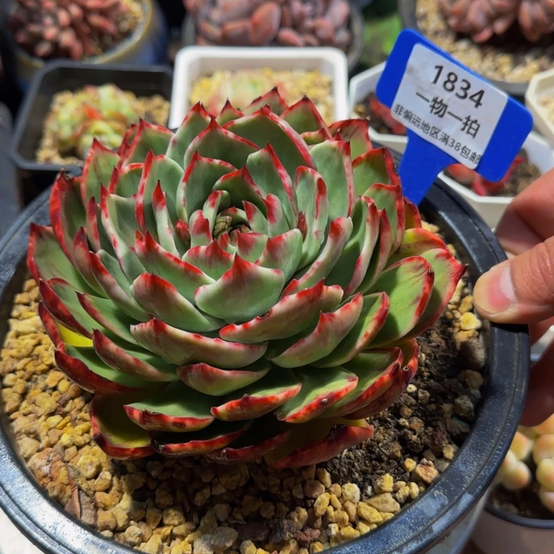 海**辰云南精品多肉1834