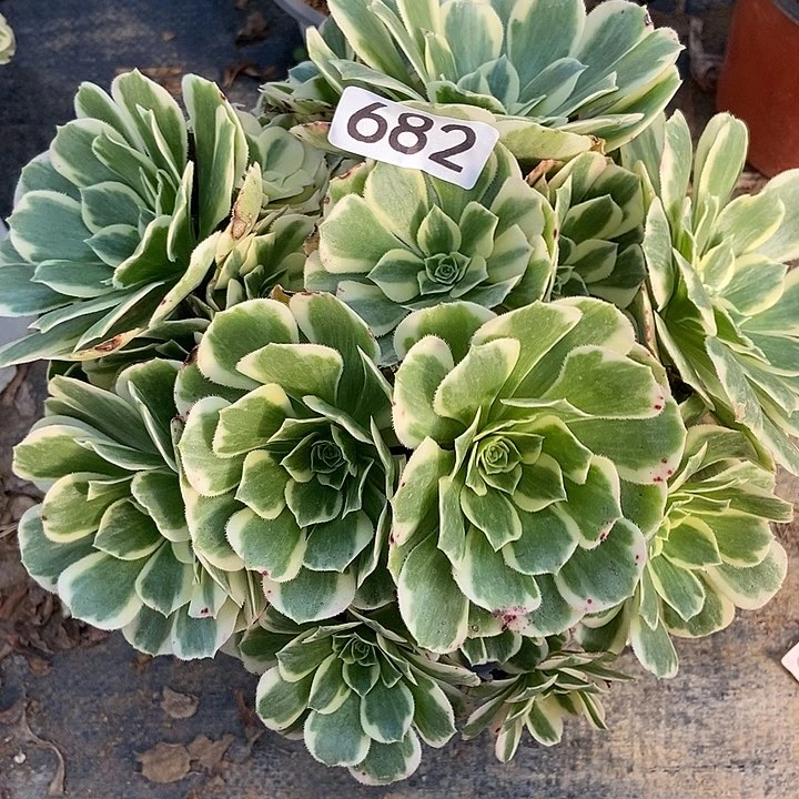 迈巴赫682多肉不包断