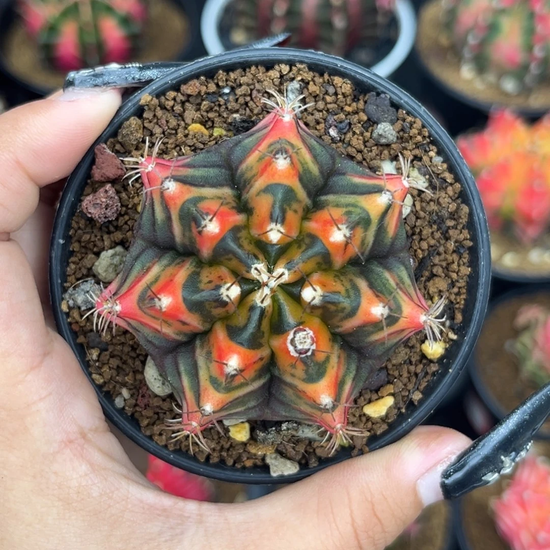 泰系米哈锦 带盆土发货