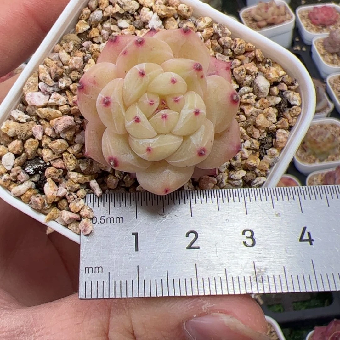 向***a144 多肉植物组合盆栽