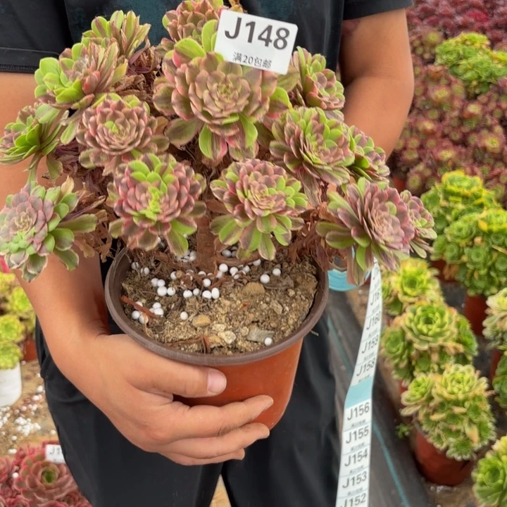 瑞妈多肉植物148