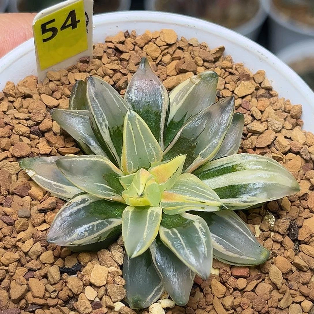 54西瓜变异寿锦福利福利福利