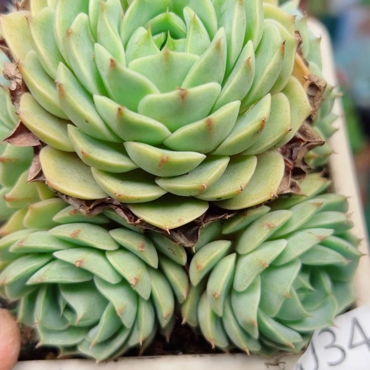 幸运的是我还没遇到你呢