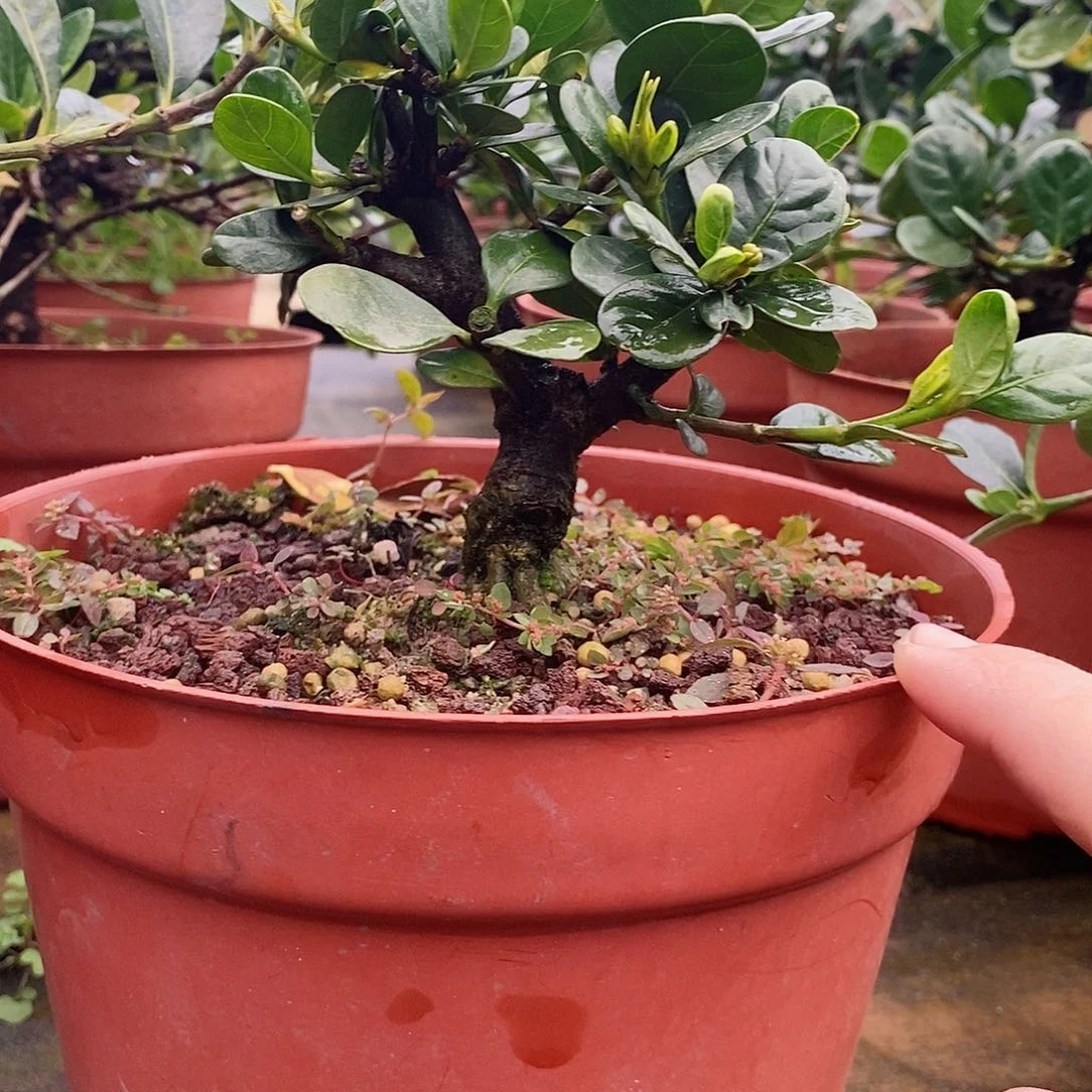 无花朵小*哥栀子花