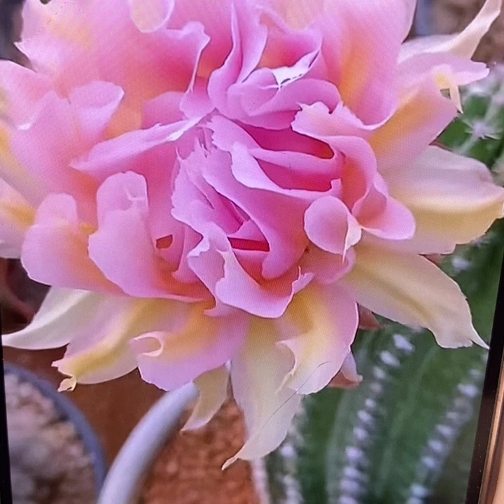 香香粉牡丹侧芽5公分左右