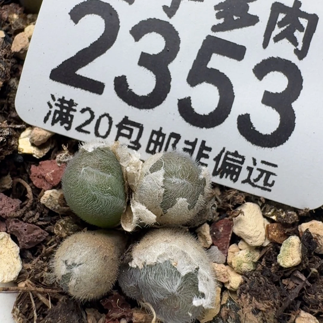毛球脱土。