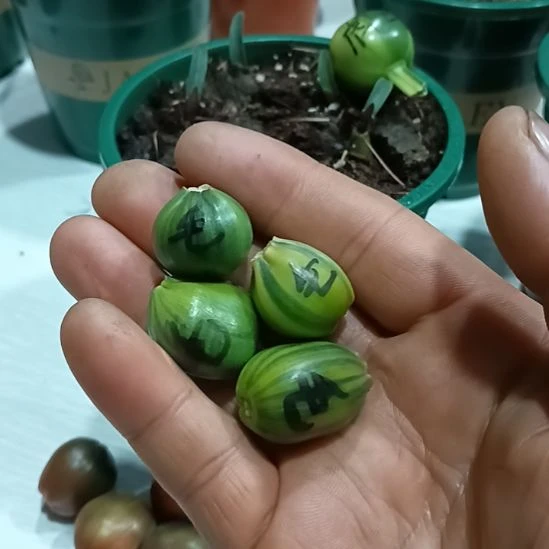 老***熊无花朵君子兰小苗君子兰小苗君子兰小苗