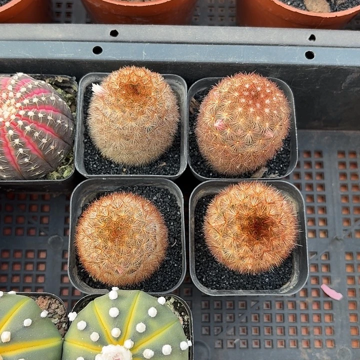 红刺嘉文丸仙人球