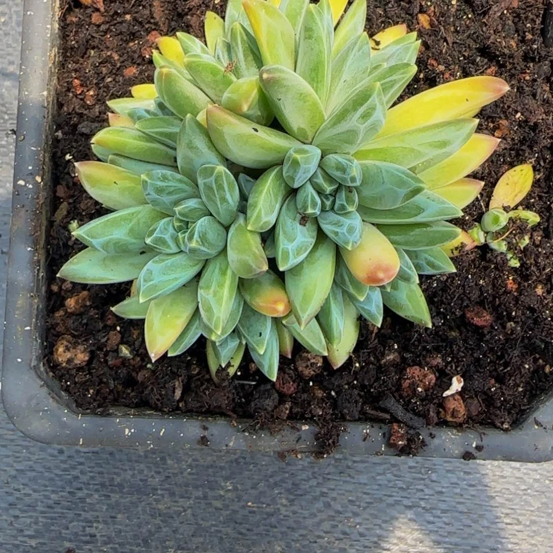 无花朵如*令A54，新品太阳美人