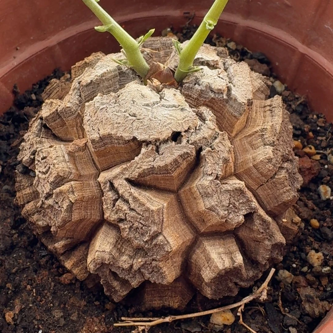 大裂甲龟甲龙盆栽养定带盆发7.2cm