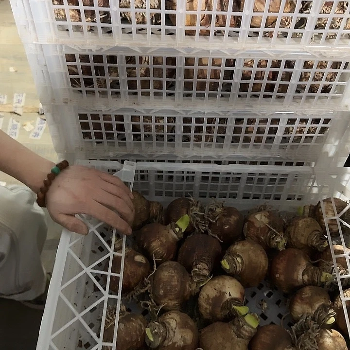 蒂卡冰淇淋7公分左右福利