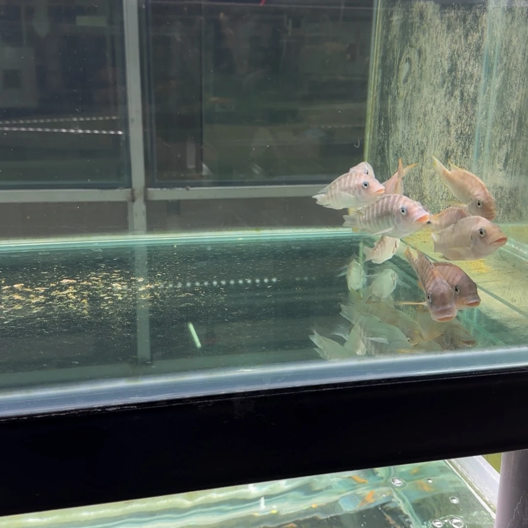 慈鲷野生龙王盲盒一条