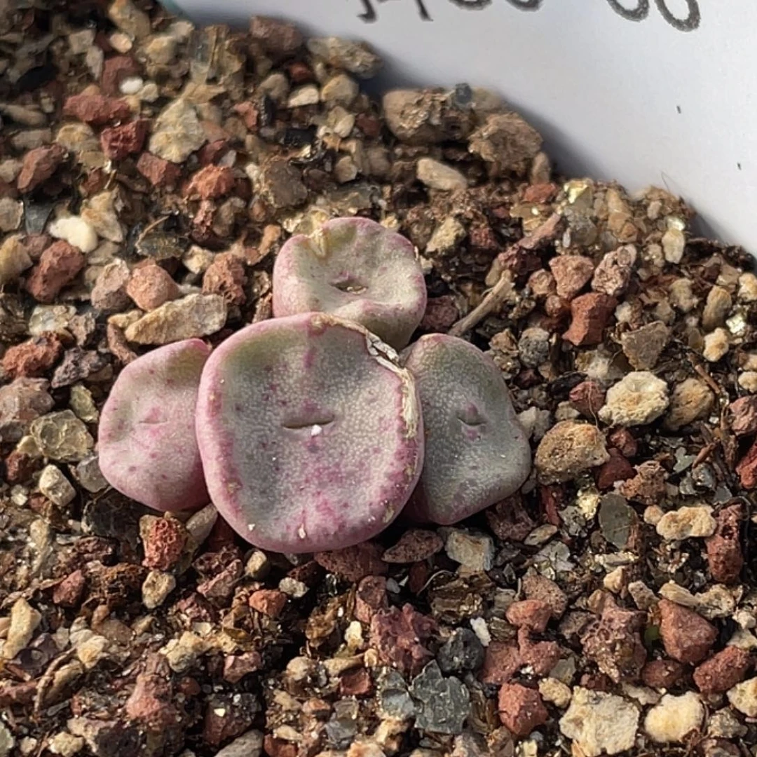 30-66方碗多肉植物