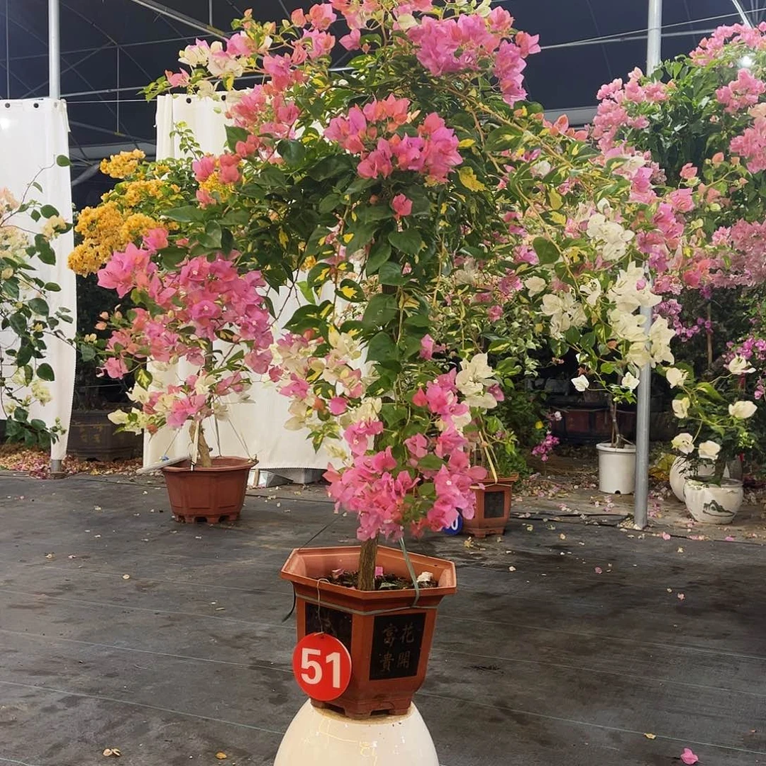 燕***子无花朵33333333333